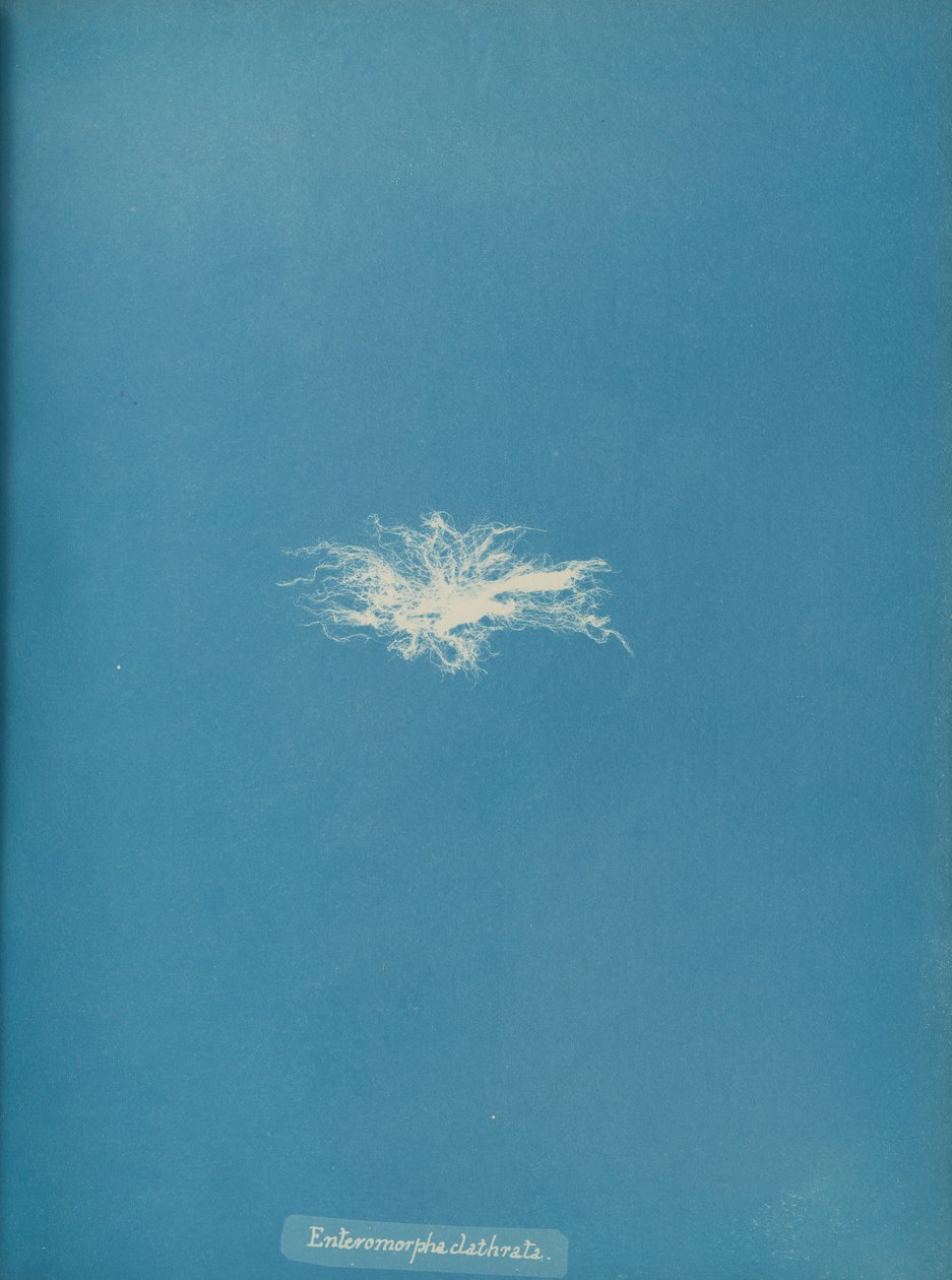 Enteromorpha clathrata, ca. 1853. de Anna Atkins