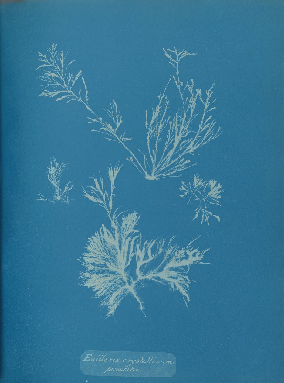Exillaria crystallinum parasita, ca. 1853. de Anna Atkins