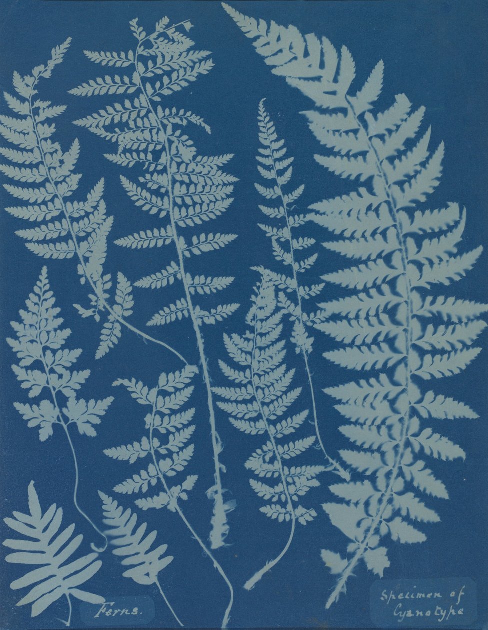 Samambaias. Espécime de cianotipia, década de 1840. de Anna Atkins