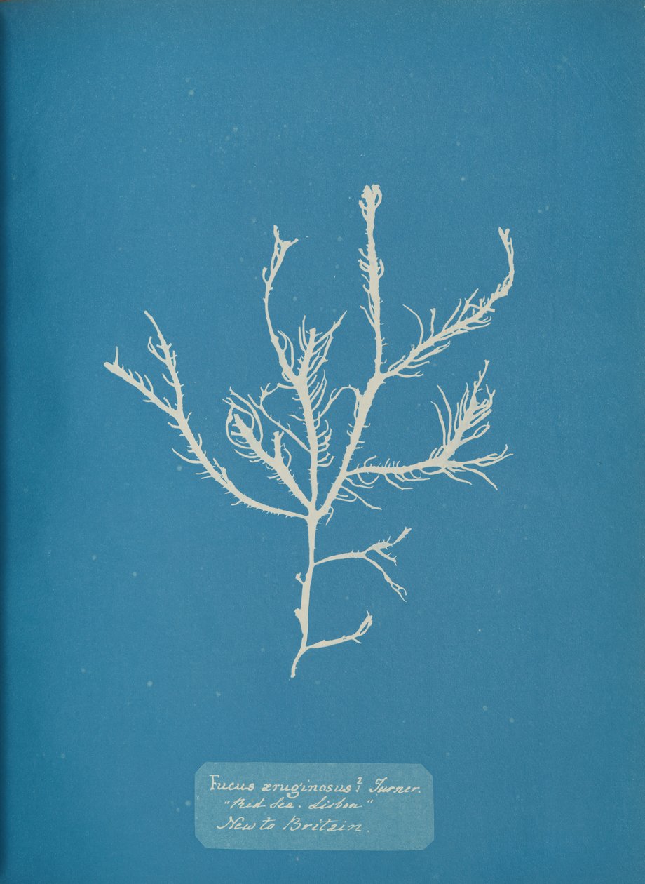 Fucus Æruginoso Turner. Com. Mar Lisboa Novo na Grã-Bretanha., Aprox. 1853. de Anna Atkins