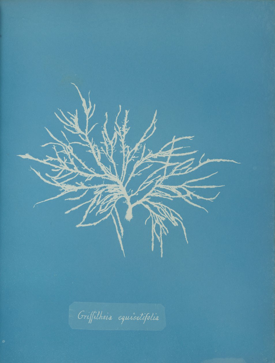 Griffithsia equisetifolia, ca. 1853. de Anna Atkins