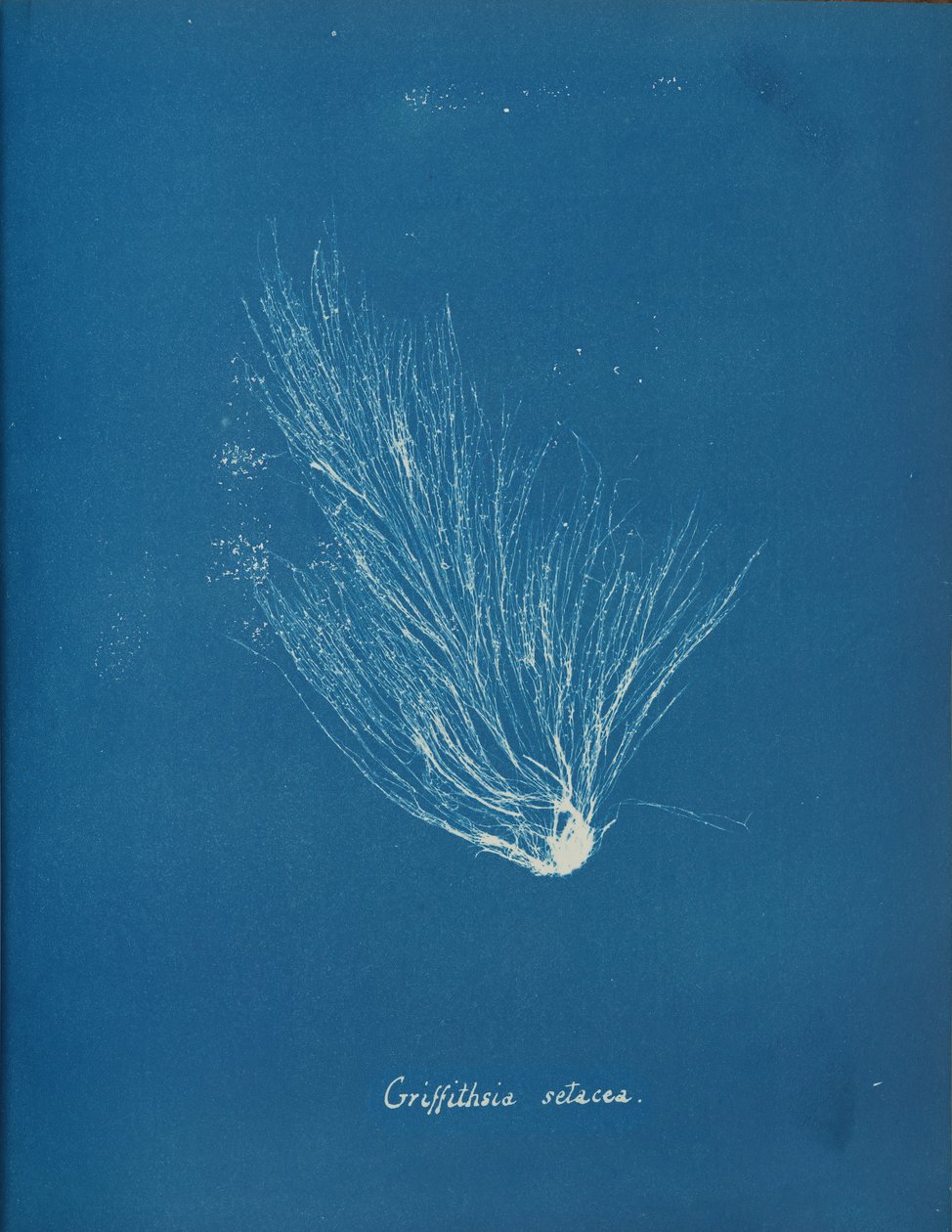 Griffithsia setacea, ca. 1853. de Anna Atkins