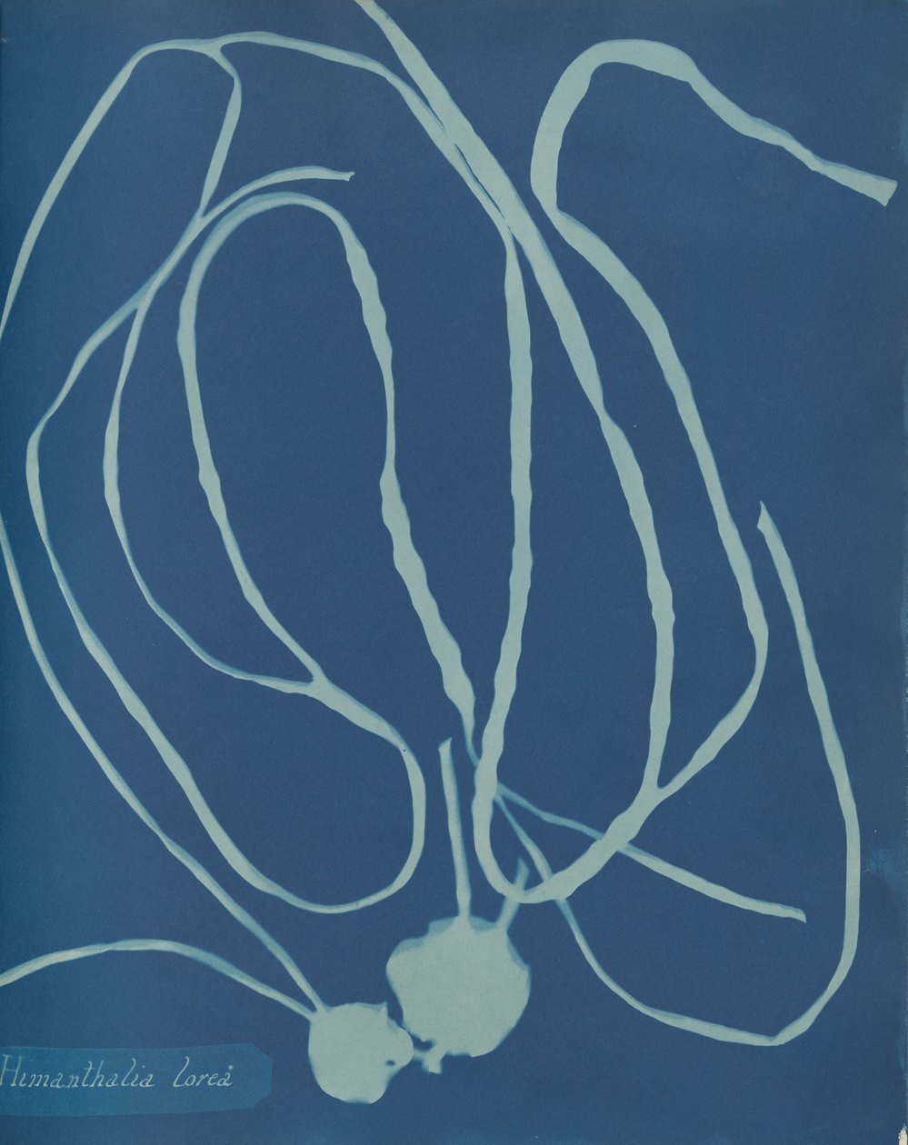 Himantália lorea, c. 1853. de Anna Atkins