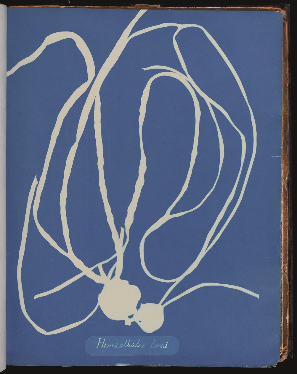 Himanthalia lorea a partir de Fotografias de Algæ britânicos (cianótipo) de Anna Atkins