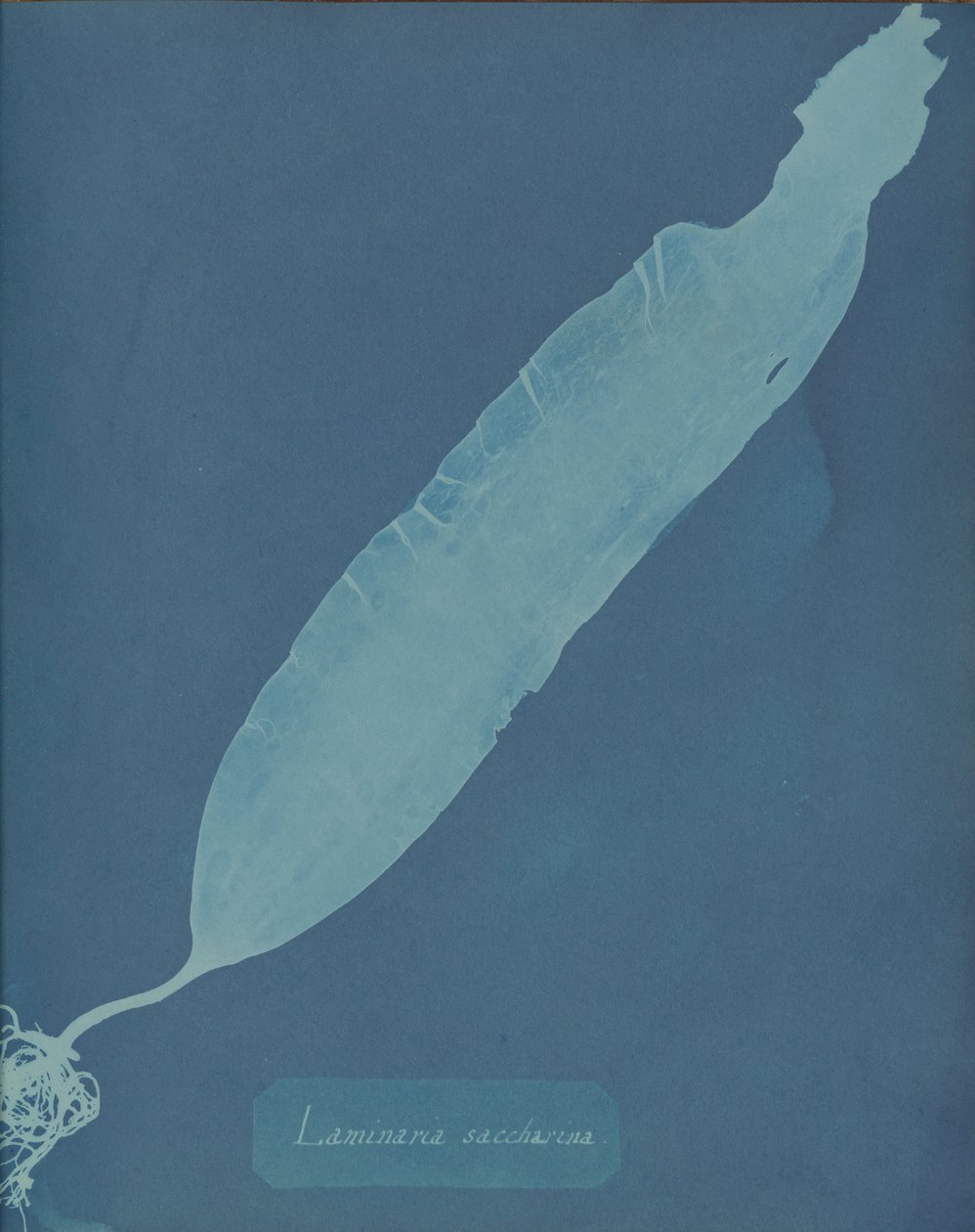 Laminaria saccharina, ca. 1853. de Anna Atkins