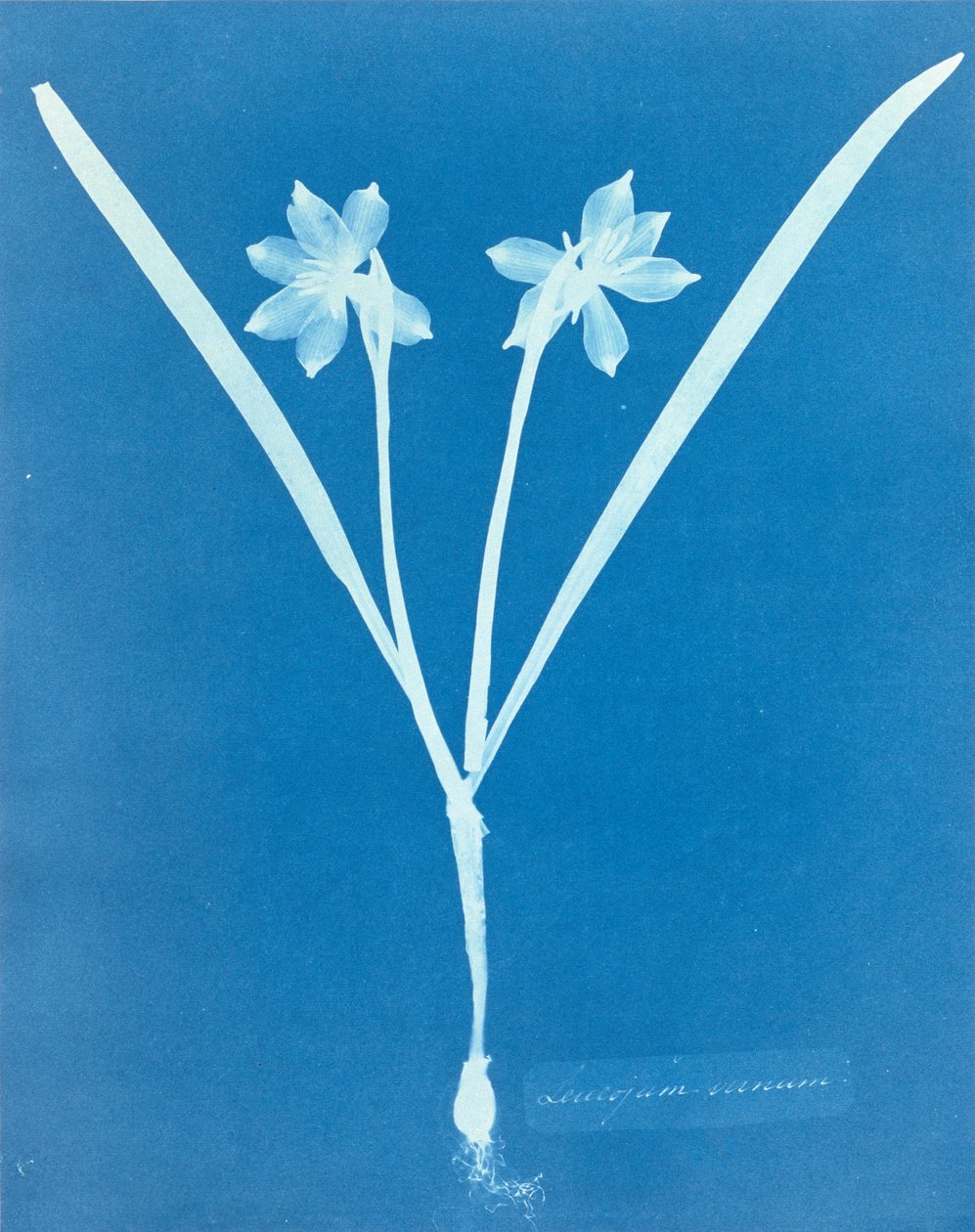 Leucojam Varium, de Anna Atkins de Anna Atkins