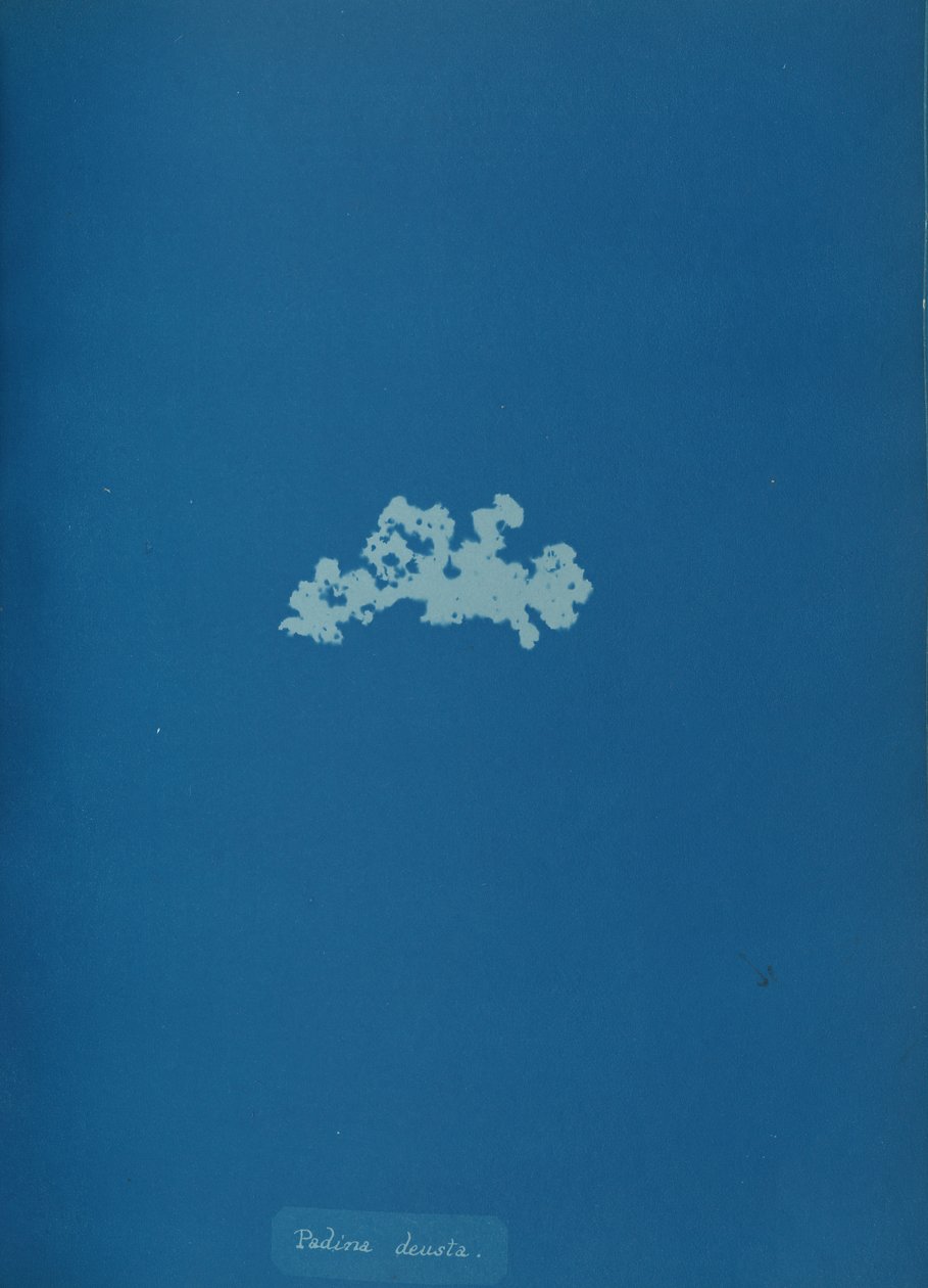 Padina Deusa, c. 1853. de Anna Atkins