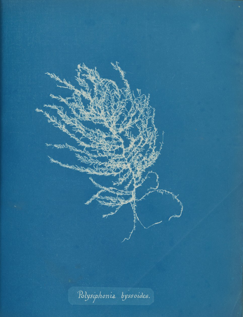 Polysiphonia byssoides, ca. 1853. de Anna Atkins