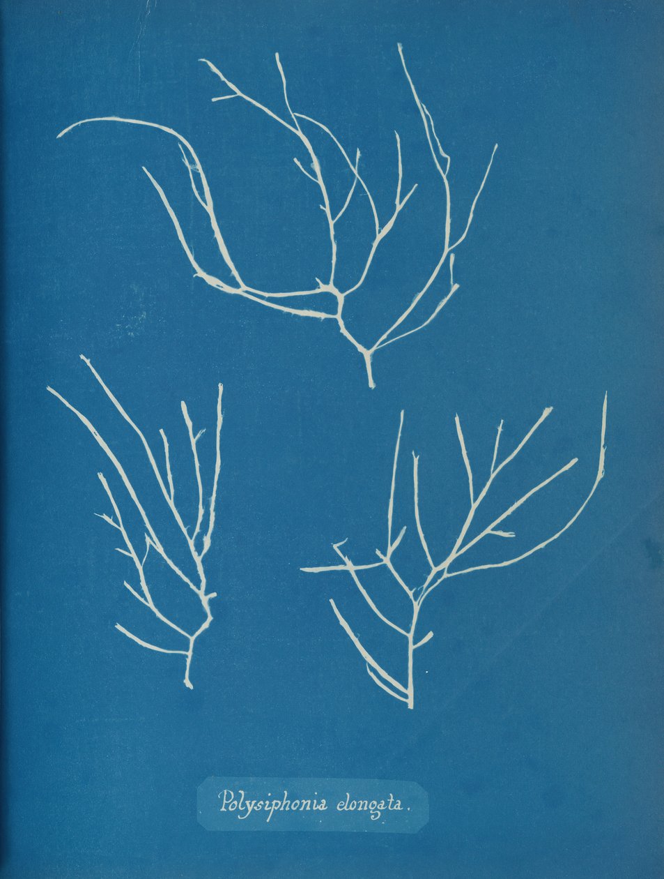 Polysiphonia alongata, ca. 1853 de Anna Atkins
