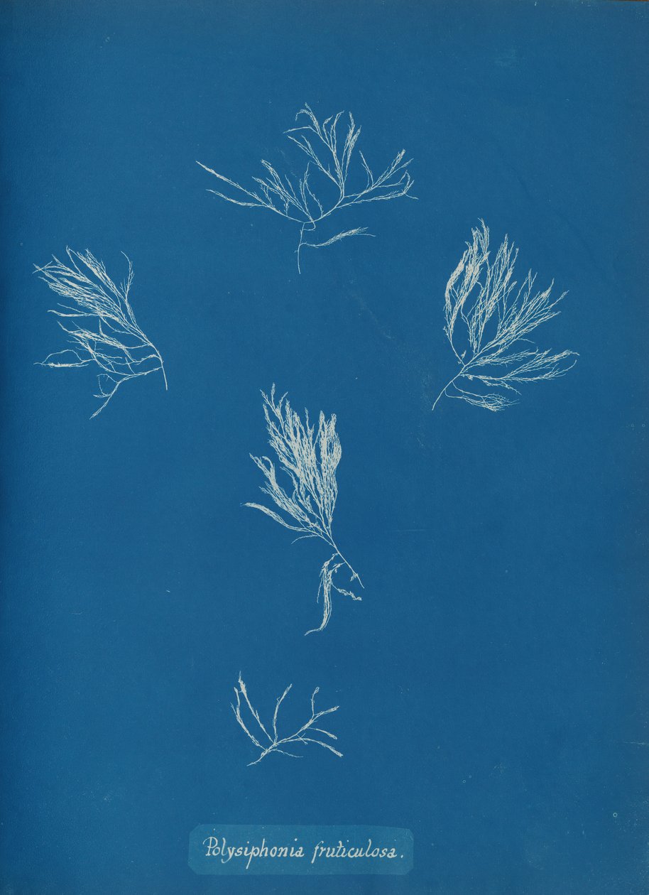 Polysiphonia fruticulosa, ca. 1853. de Anna Atkins