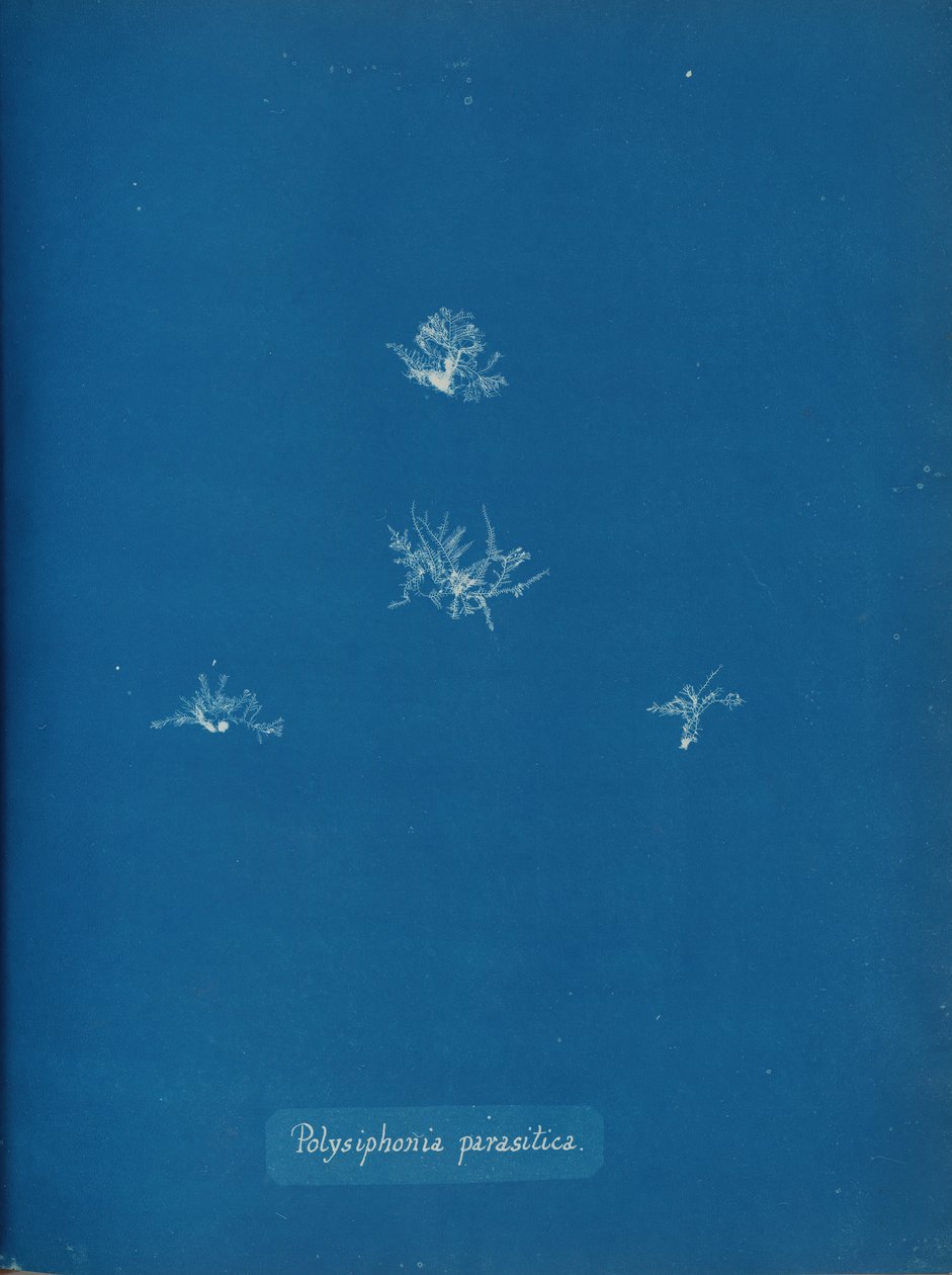 Polysiphonia parasitica, ca. 1853. de Anna Atkins