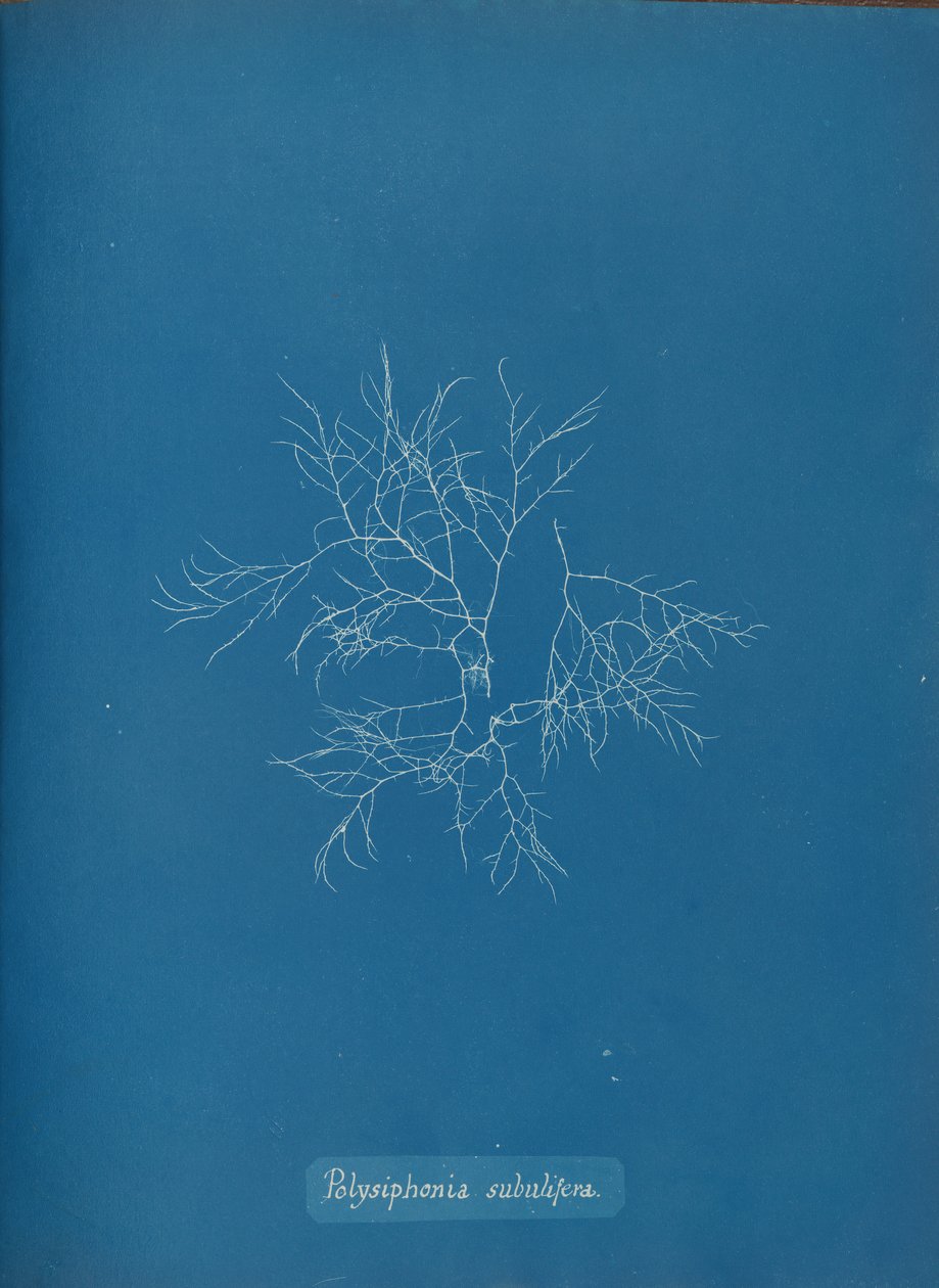 Polysiphonia subulifera, ca. 1853. de Anna Atkins