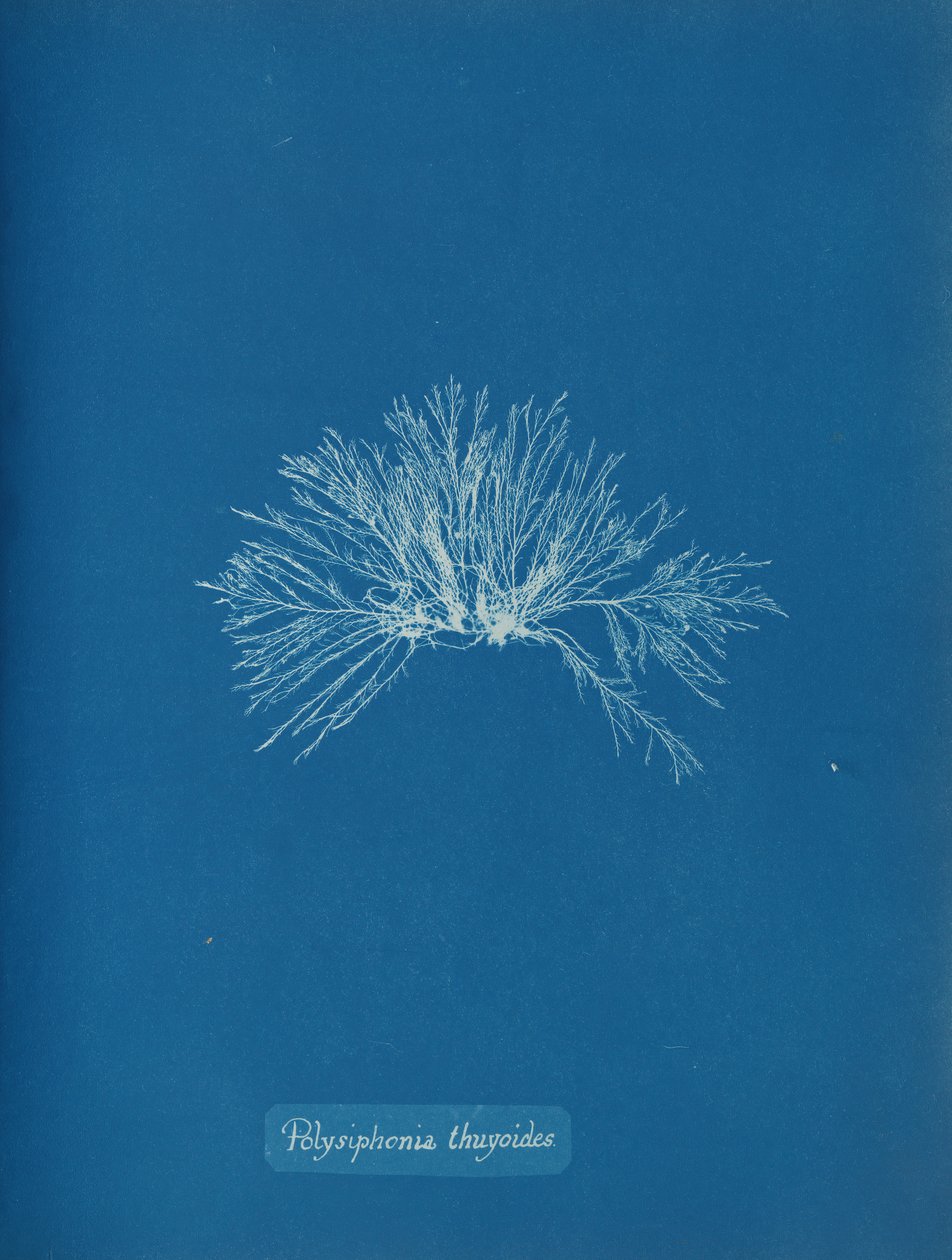 Floresta. de Anna Atkins