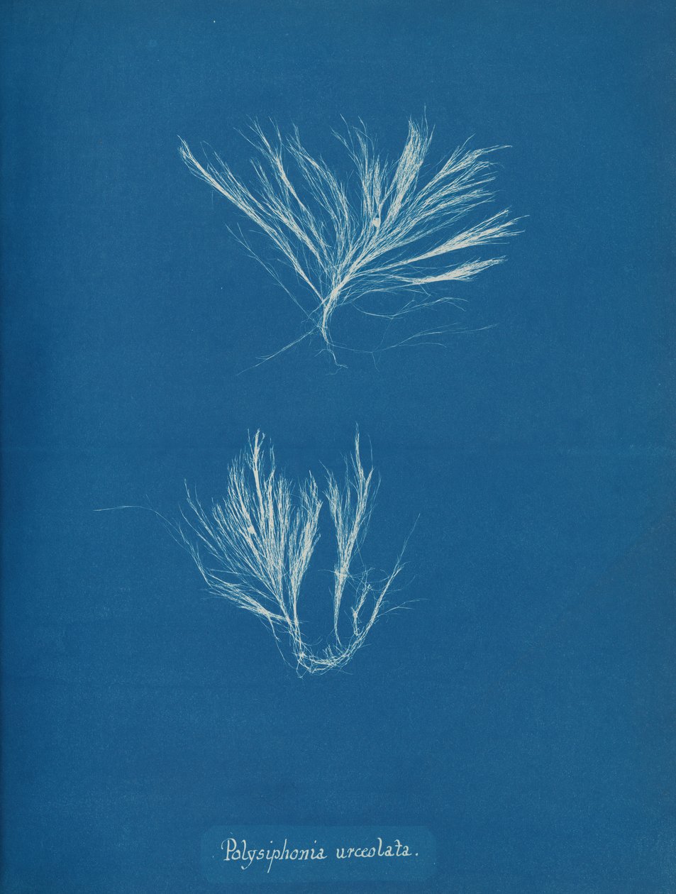 Polysiphonia urceolata, ca. 1853. de Anna Atkins