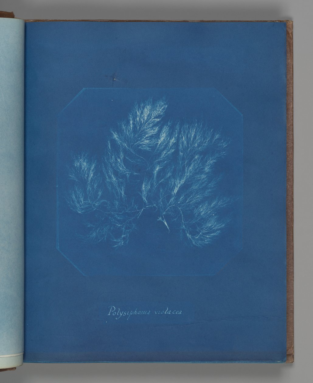Polysiphonia violacea de Anna Atkins