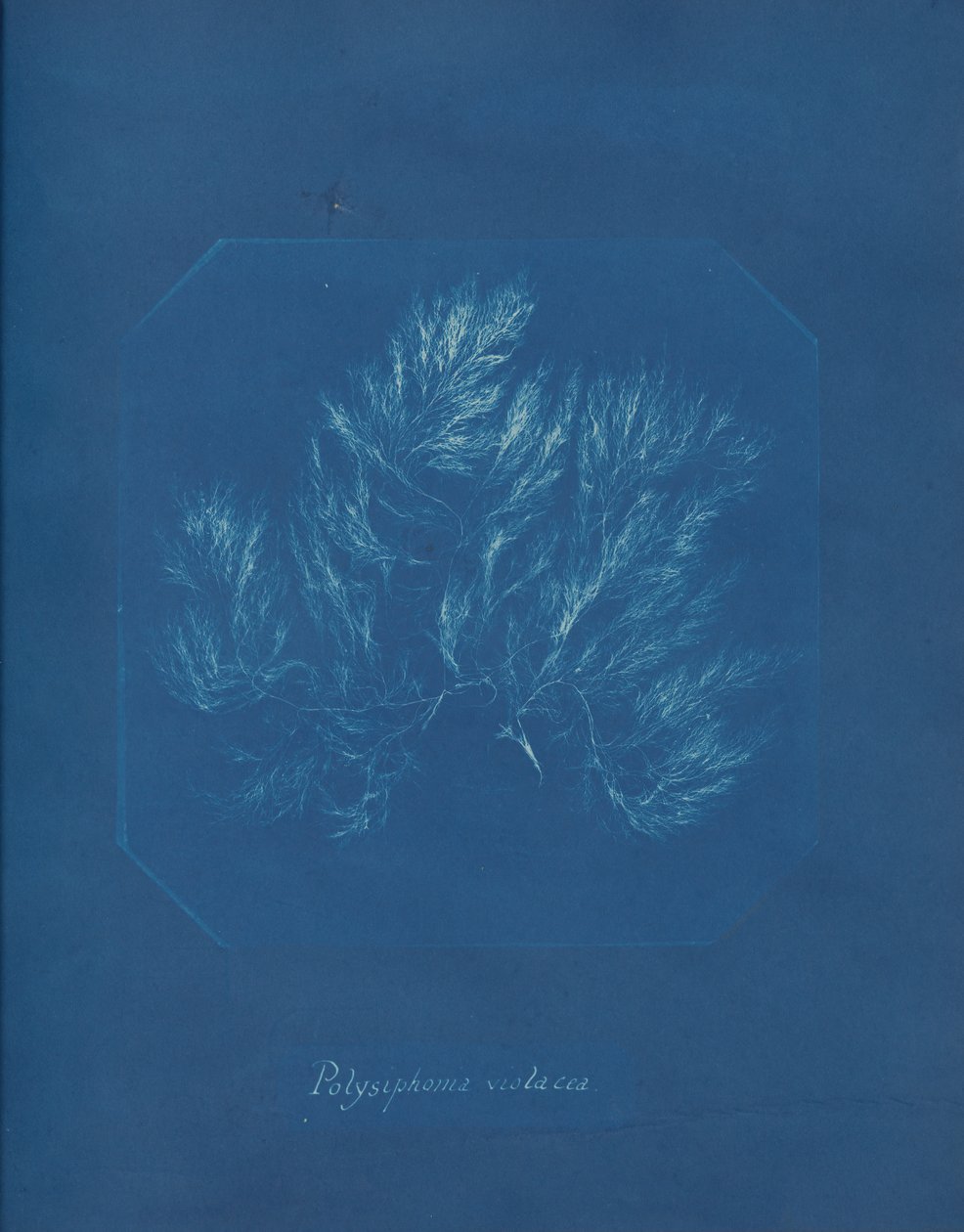 Floresta. de Anna Atkins