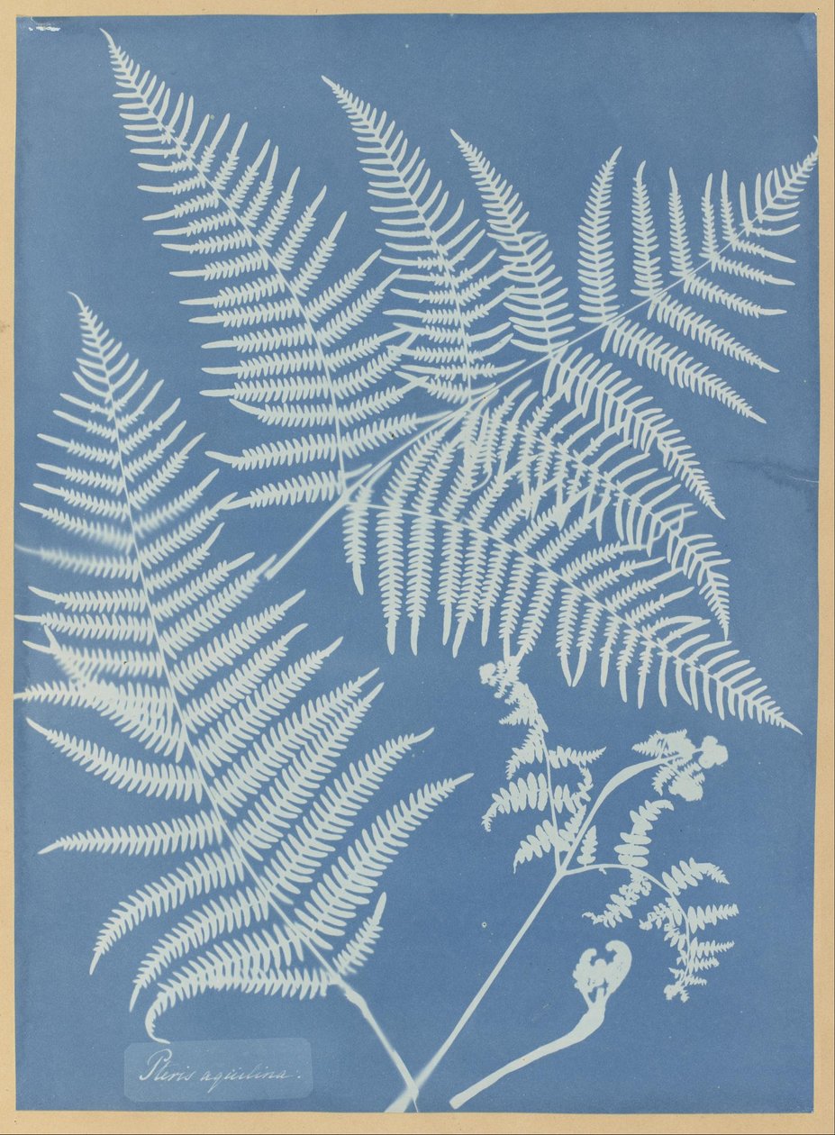 Pteris aquilina de Anna Atkins
