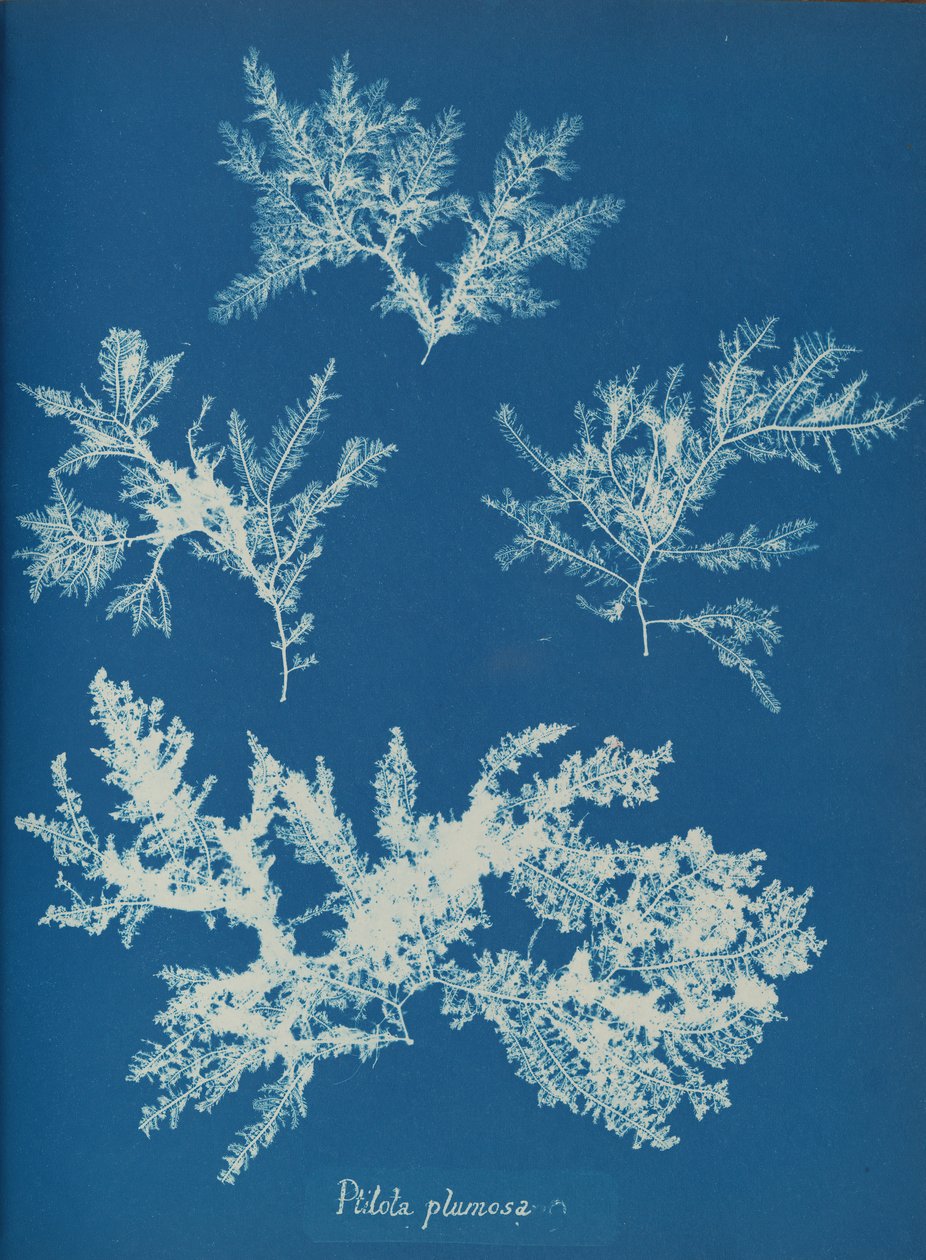 Ptilota plumosa, ca. 1853. de Anna Atkins
