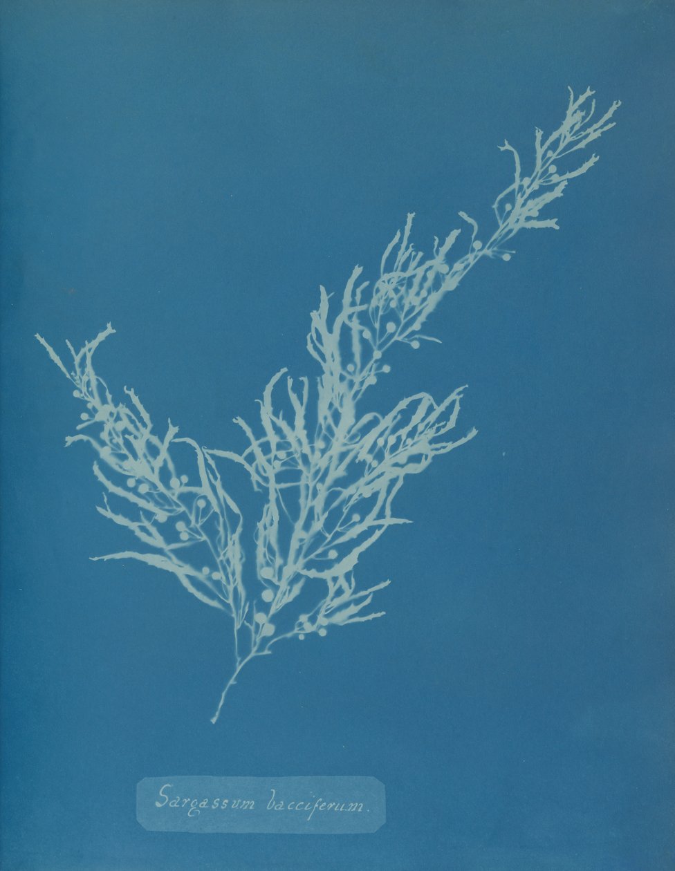Sargassum bacciferum, ca. 1853. de Anna Atkins