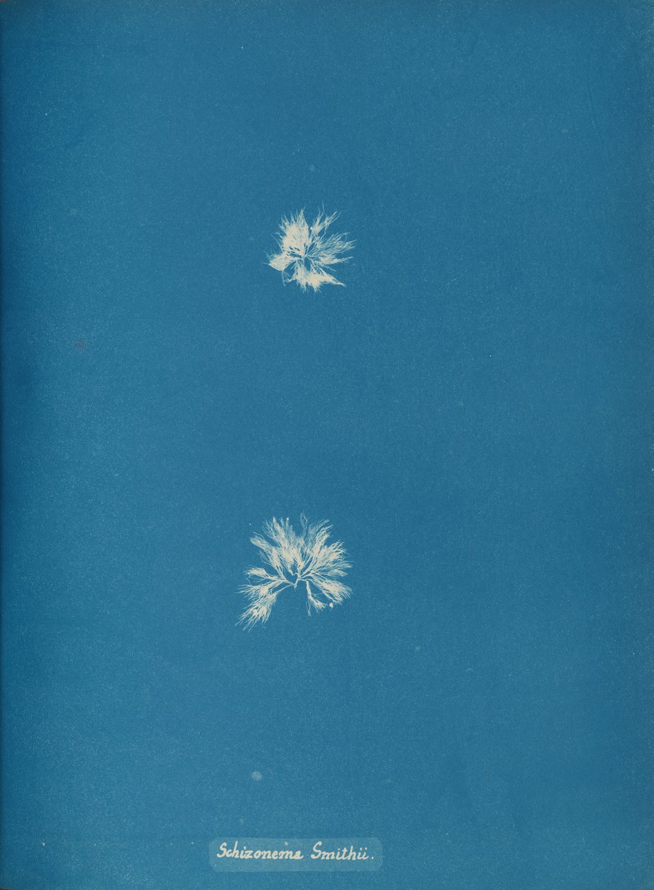 Schizonema Smithii, ca. 1853. de Anna Atkins