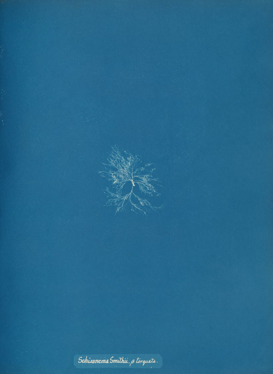 Schizonema Smithii, ß torqata, ca. 1853. de Anna Atkins