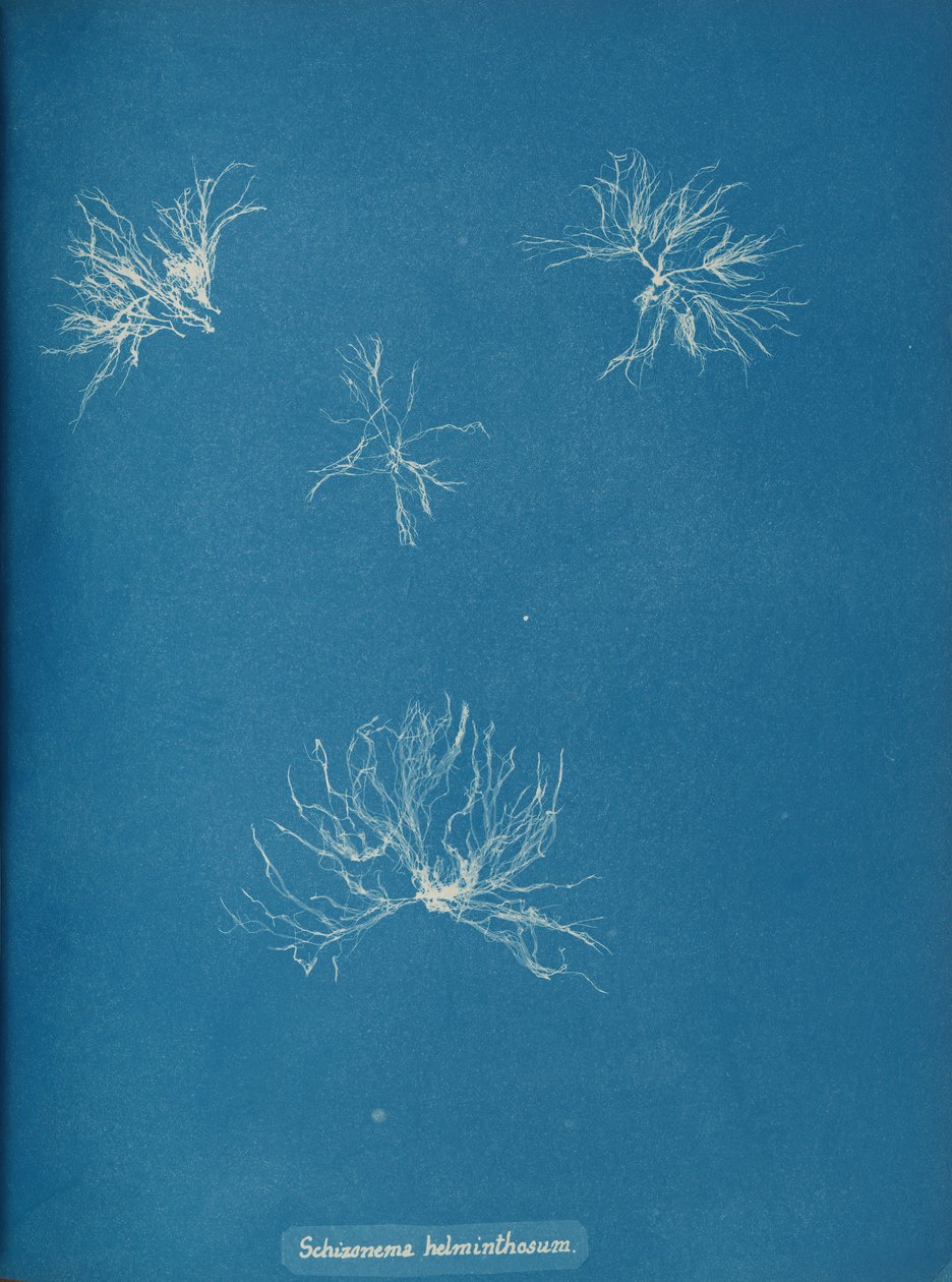 Schizonema helminthosum, ca. 1853. de Anna Atkins