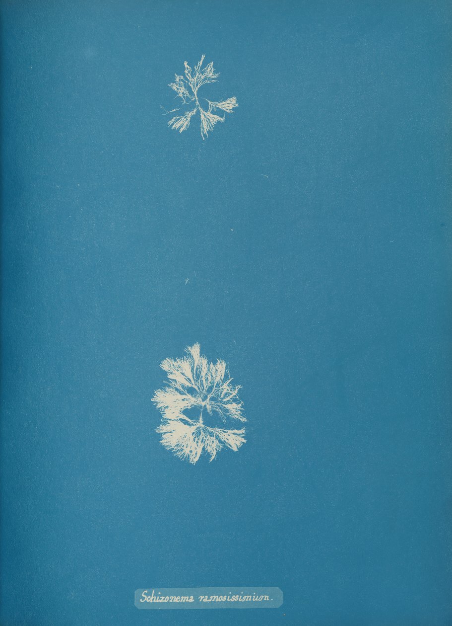 Schizonema ramosissimi, ca. 1853 de Anna Atkins