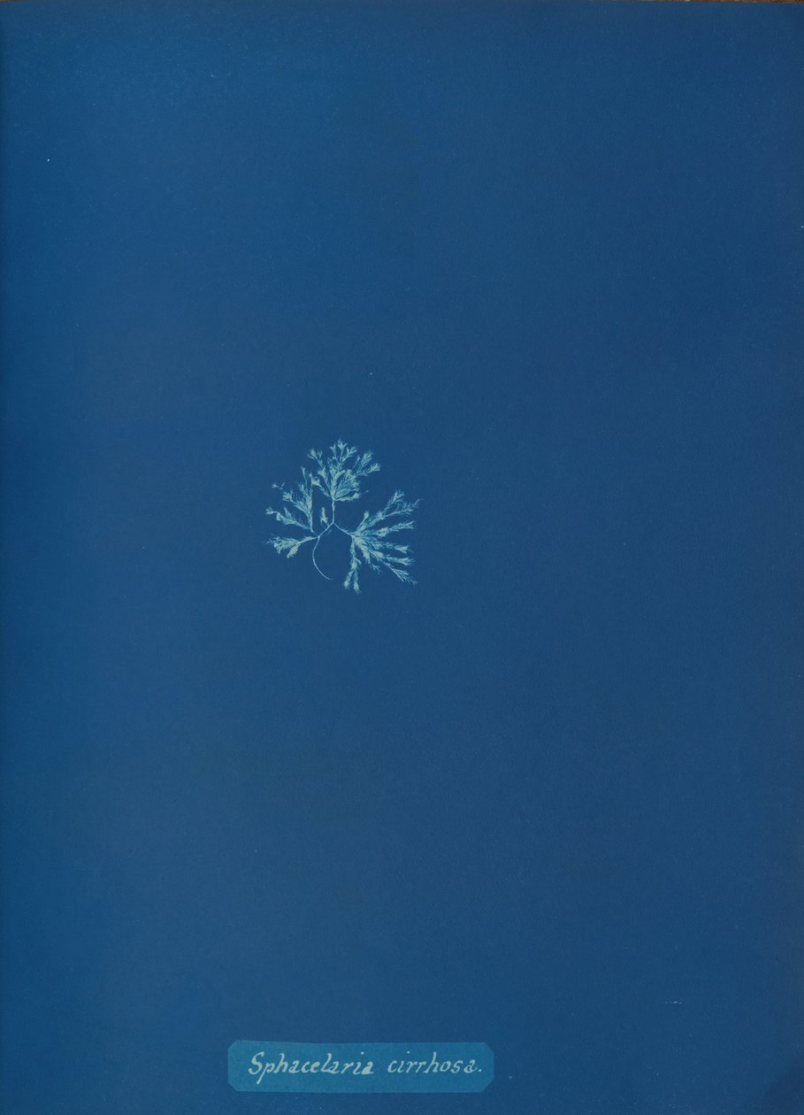 Sphacelaria cirrosa, ca. 1853. de Anna Atkins
