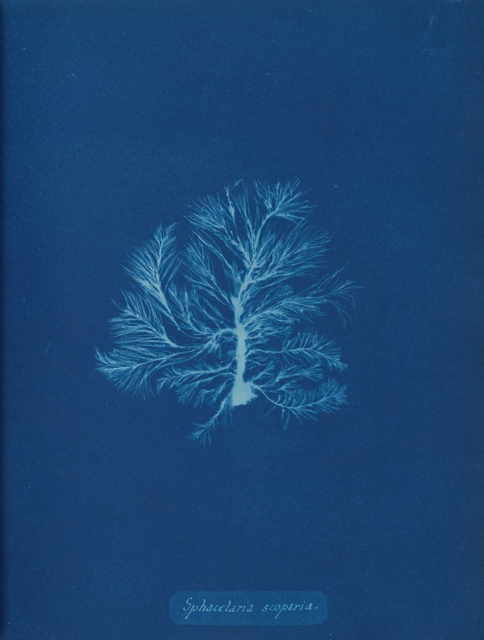 Sphacelaria scoparia, ca. 1853. de Anna Atkins