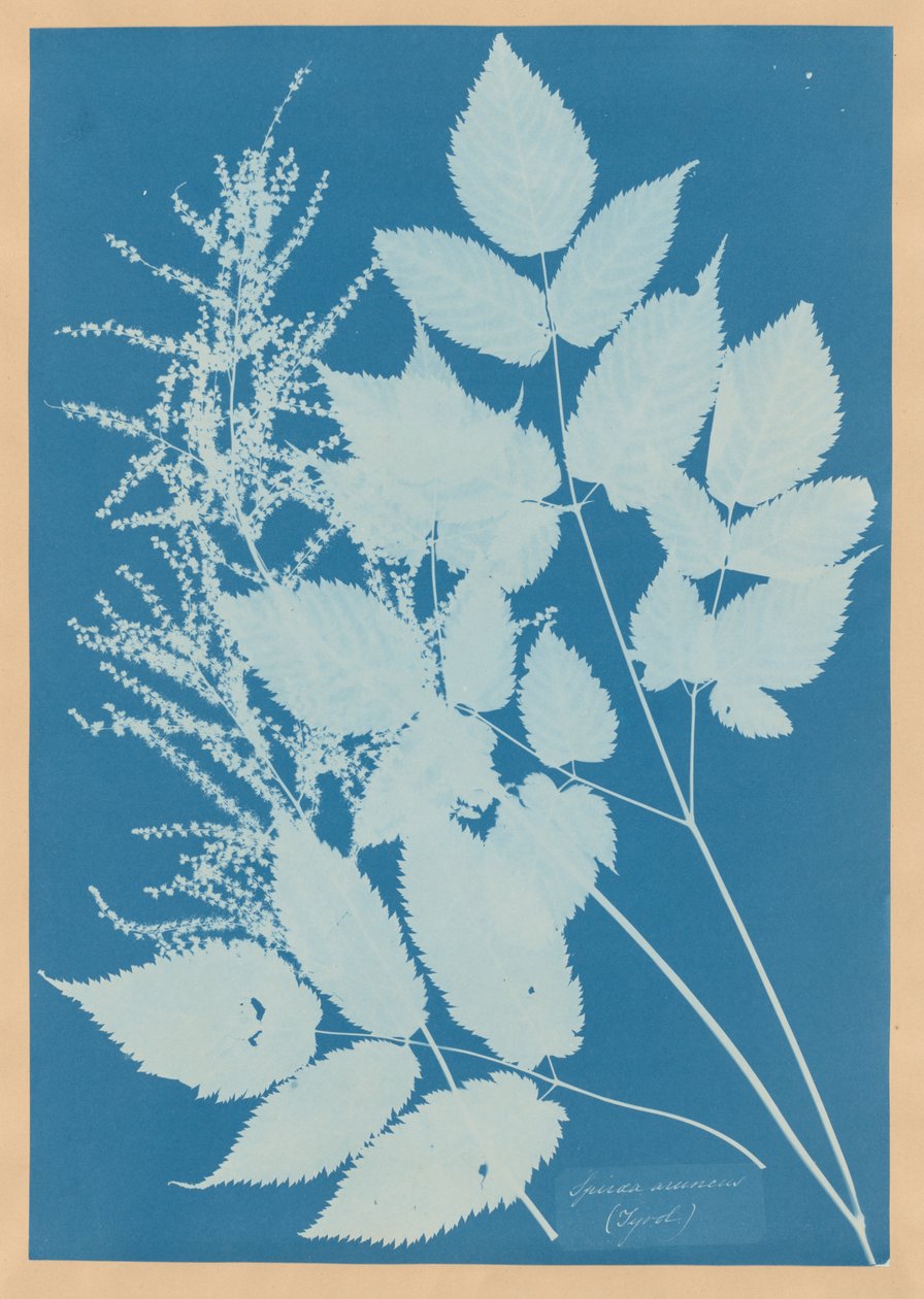 Spiraea aruncus (Tirol) de Anna Atkins