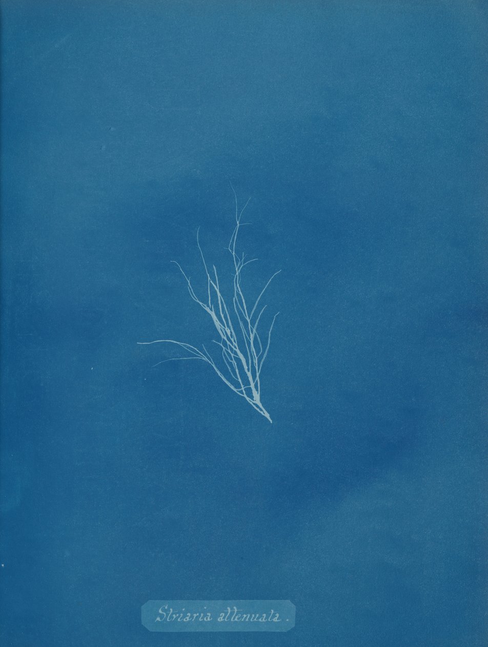 Estria atenuada, ca. 1853. de Anna Atkins