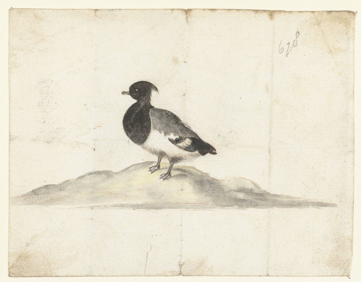 Pato Tufted Duck de Anna Cornelia Moda