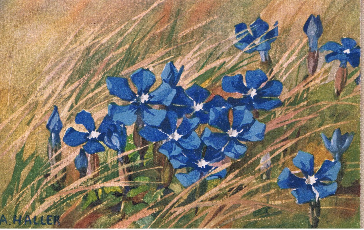 Valeriana azul, cartão, anos 40 de Anna Haller