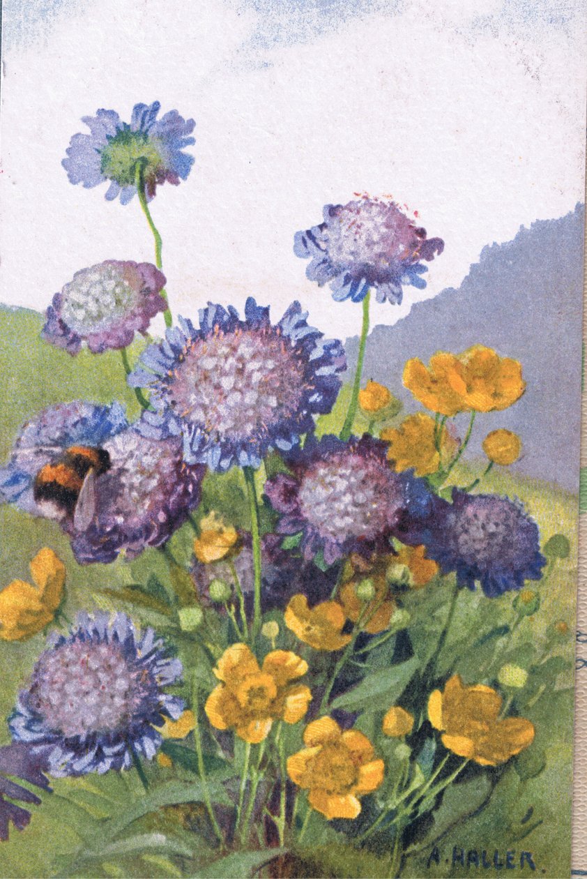 Buttercups; Cornflowers e abelha, cartão, anos 40 de Anna Haller