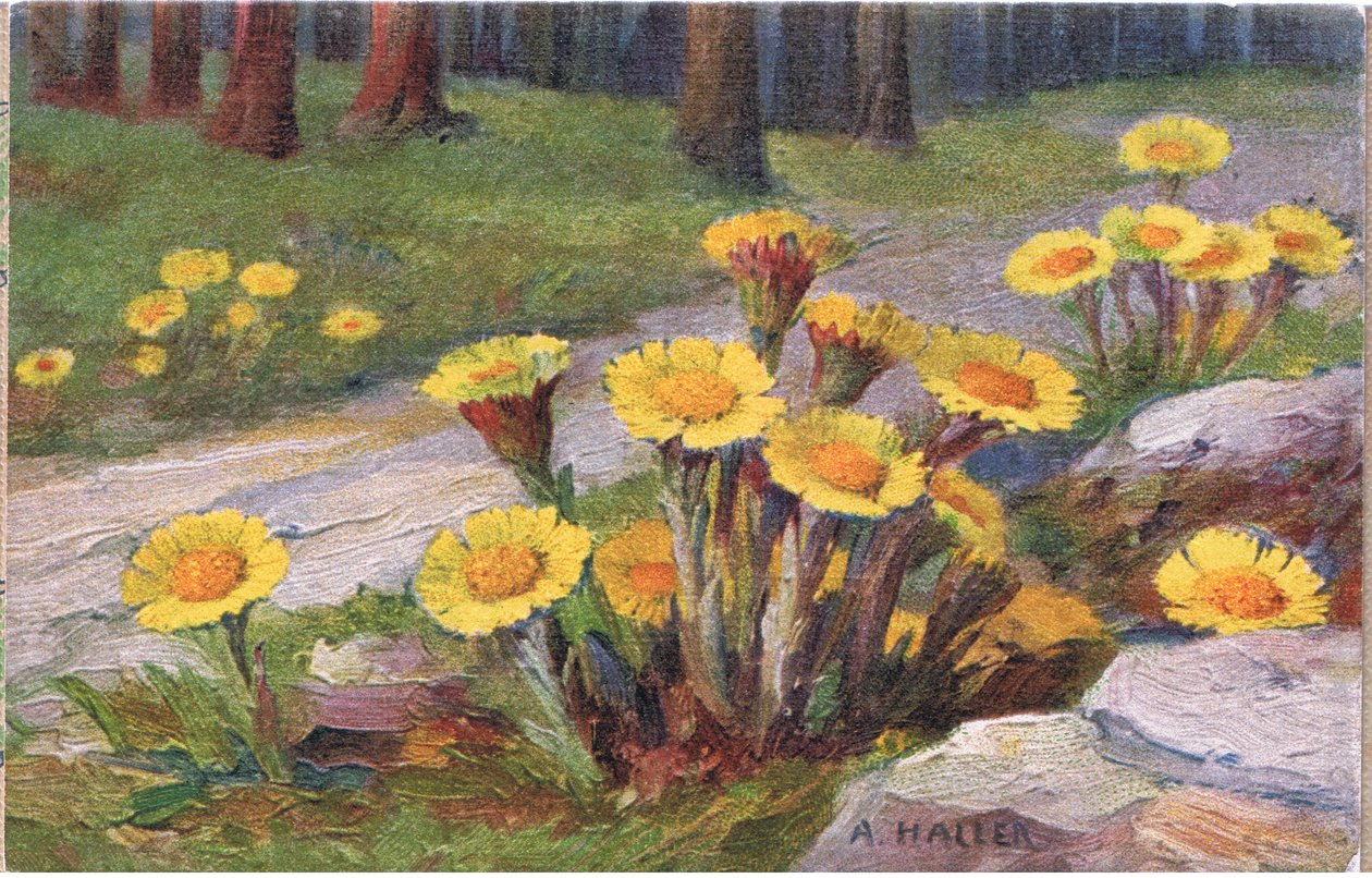 Coltsfoot, Cartão Postal, 1940s de Anna Haller