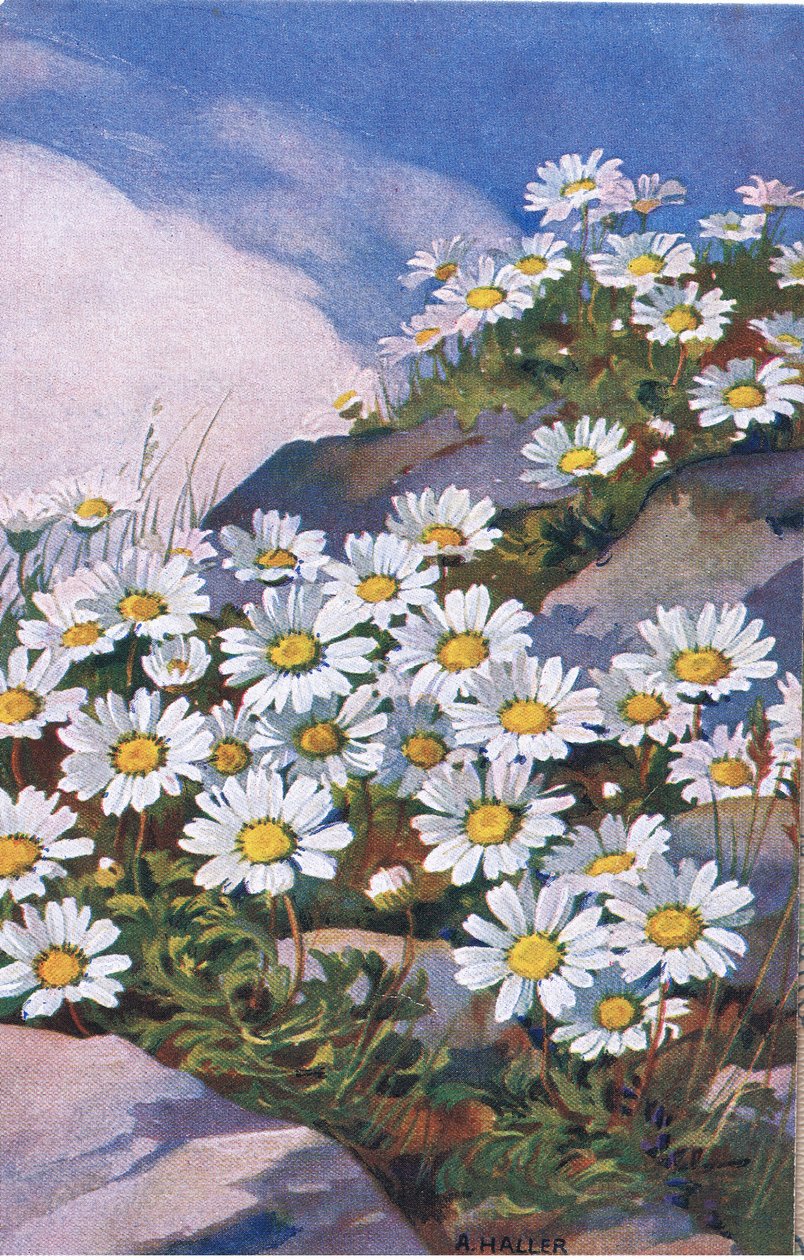 Margaridas, Cartão Postal, 1940s de Anna Haller