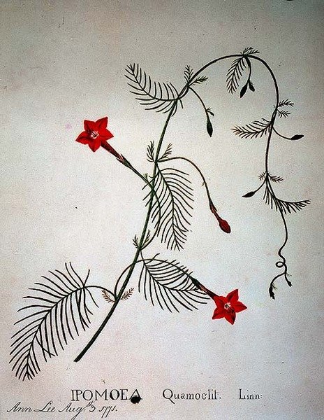 Cypress Vine: Ipomoea quomoclit de Anna Lee