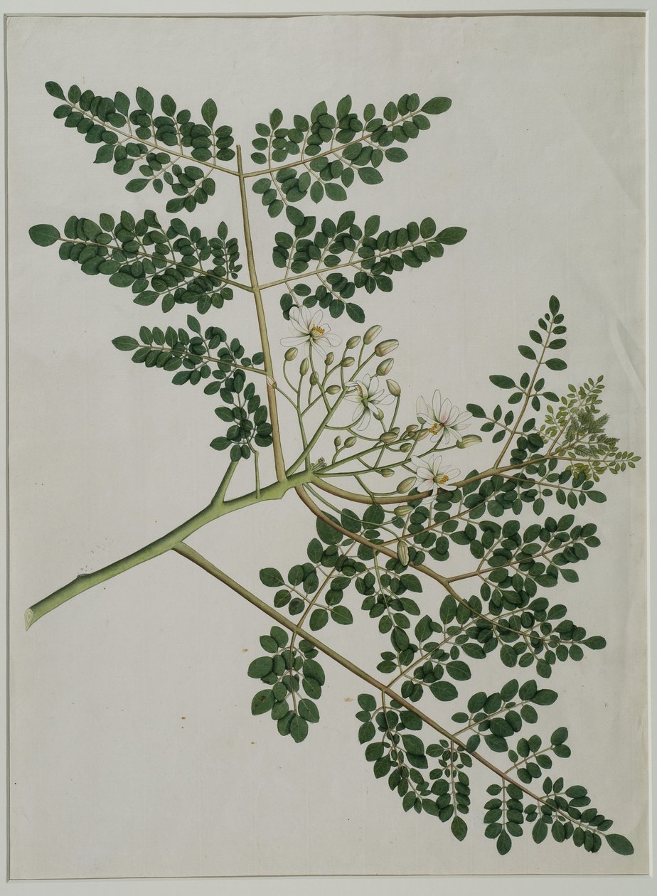 Moringa oleifera, também chamada de árvore de rabanete-cavalo, ou árvore coxinha (aquarela sobre papel) de Anna Maria Jones