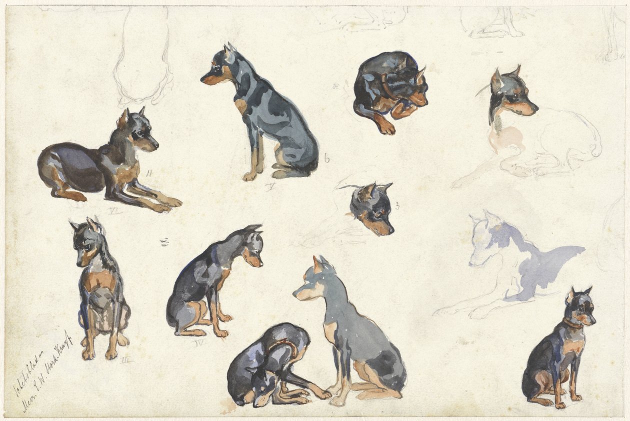 Estudos de um cão de Anna Maria Kruijff