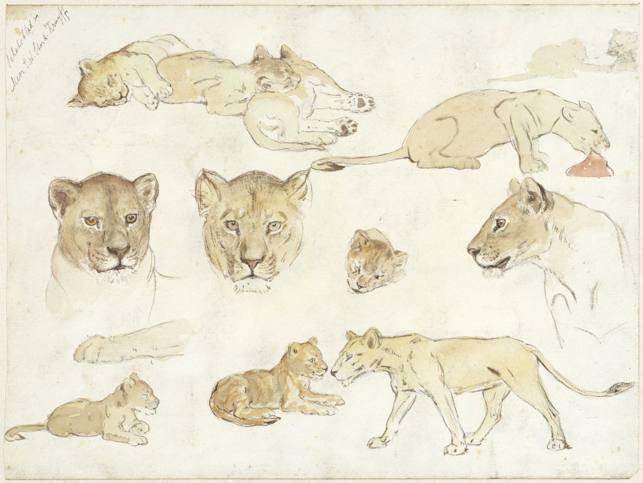 Estudos realizados por leões de Anna Maria Kruijff
