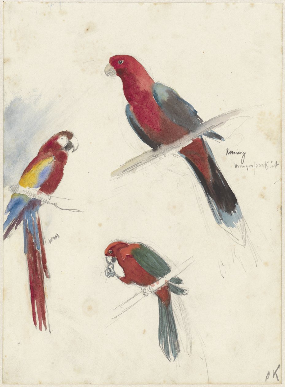 Estudos de papagaios de Anna Maria Kruijff