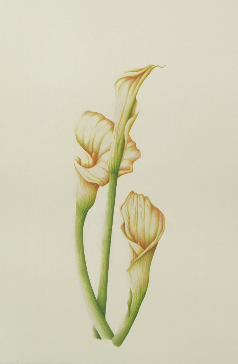 Arum Lily, 2001 (wc no papel) de Annabel Barrett