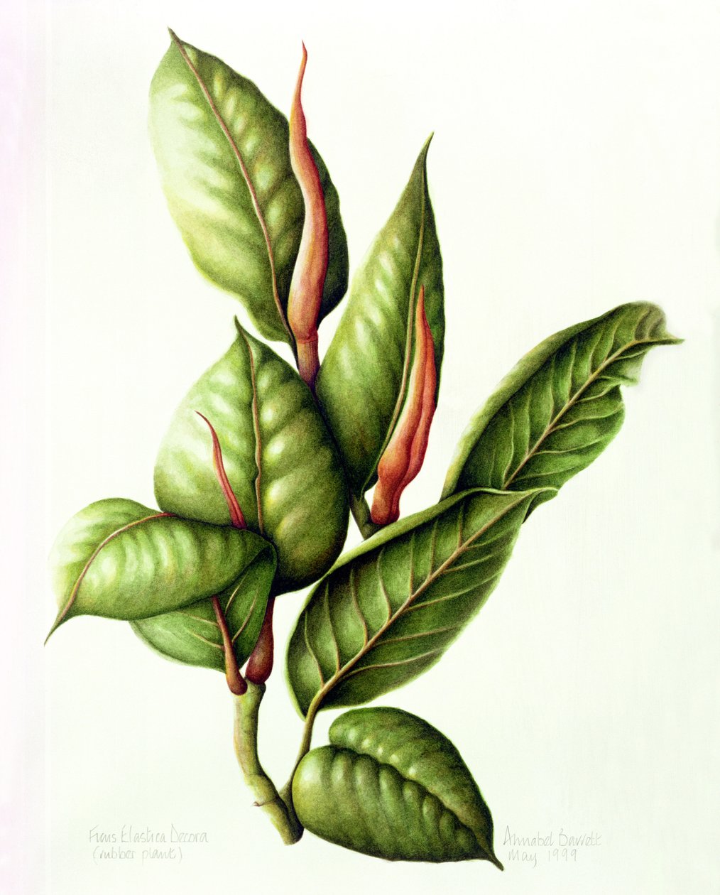 Usina de Borracha, 1999 (wc no papel) de Annabel Barrett