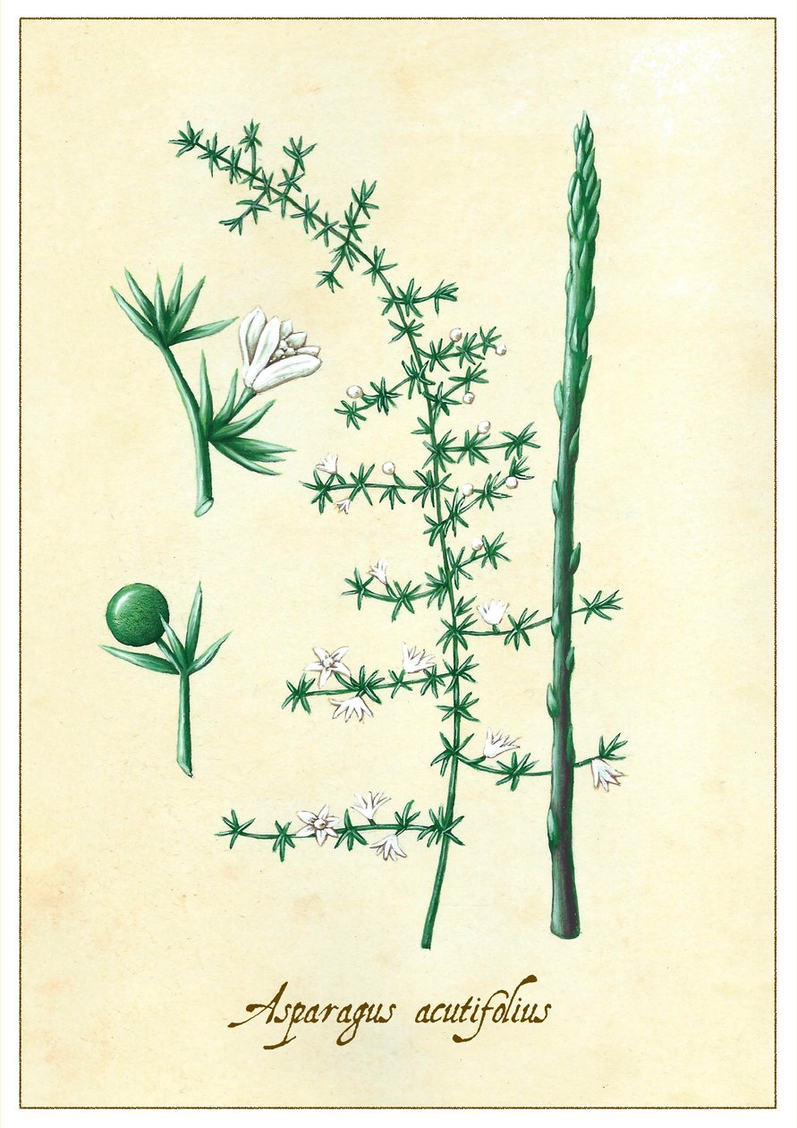 Espargos acutifolius, 2015 (guache) de Annalisa Morrocco