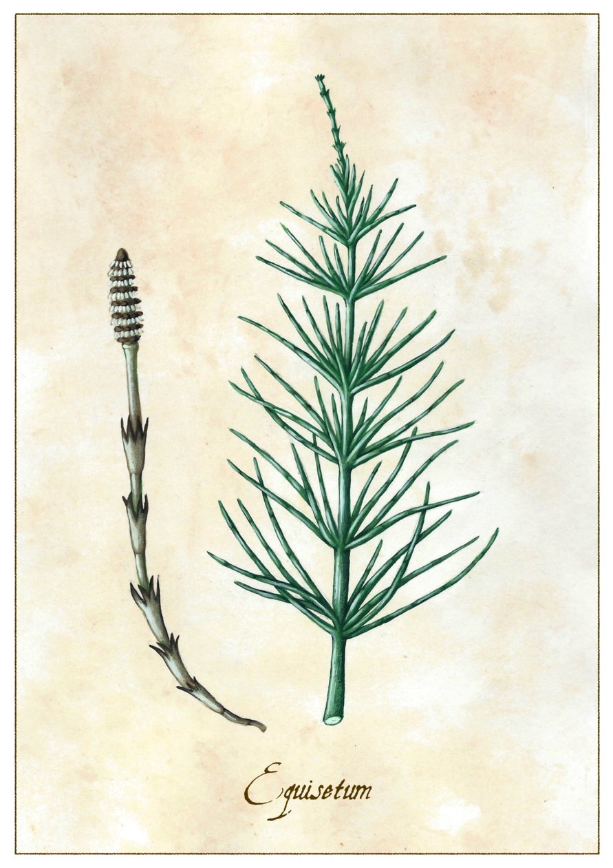 Equisetum, 2015 (guache) de Annalisa Morrocco