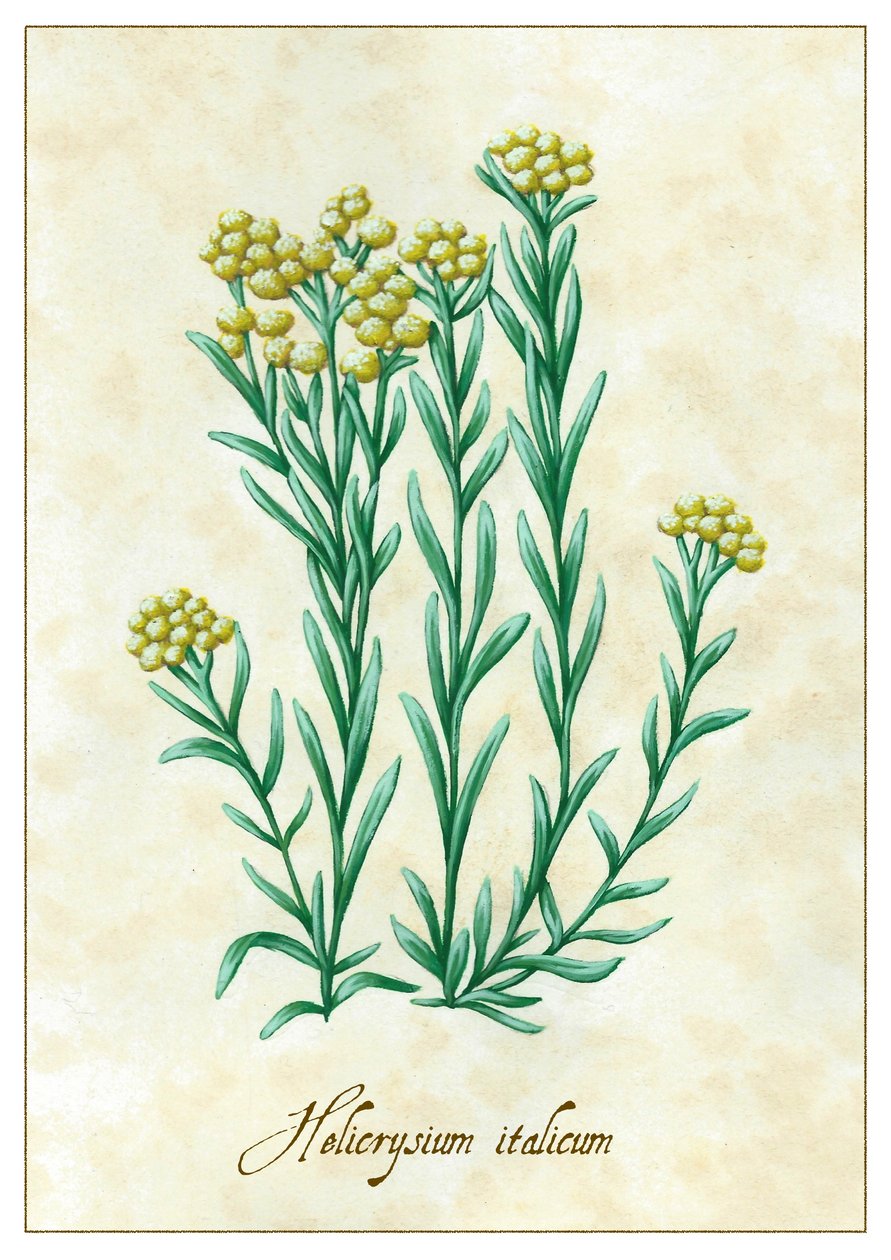 Helicrysium italicum, 2015 (guache) de Annalisa Morrocco