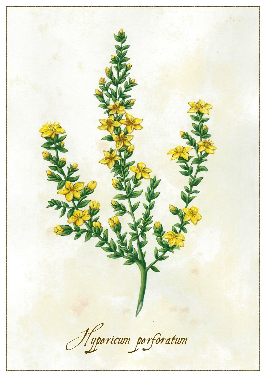 Hypericum perforatum, 2015 (guache) de Annalisa Morrocco