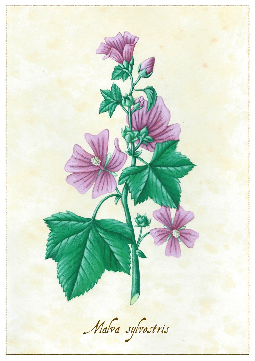 Malva sylvestris, 2015 (guache) de Annalisa Morrocco