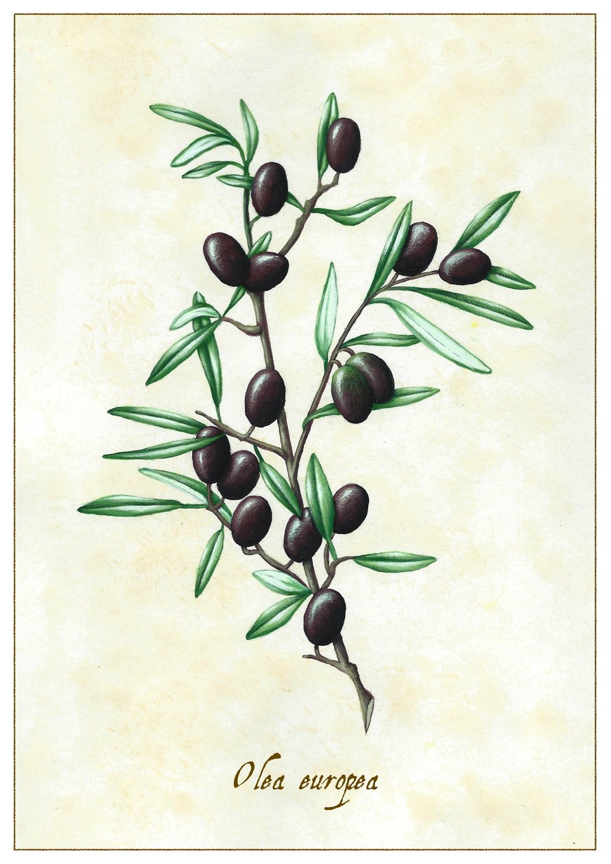 Olea europea, 2015 (guache) de Annalisa Morrocco