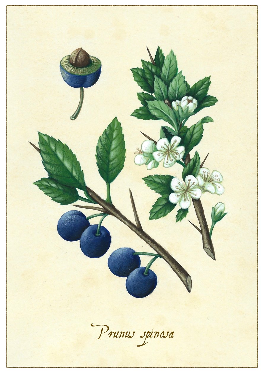 Prunus spinosa, 2015 (guache) de Annalisa Morrocco